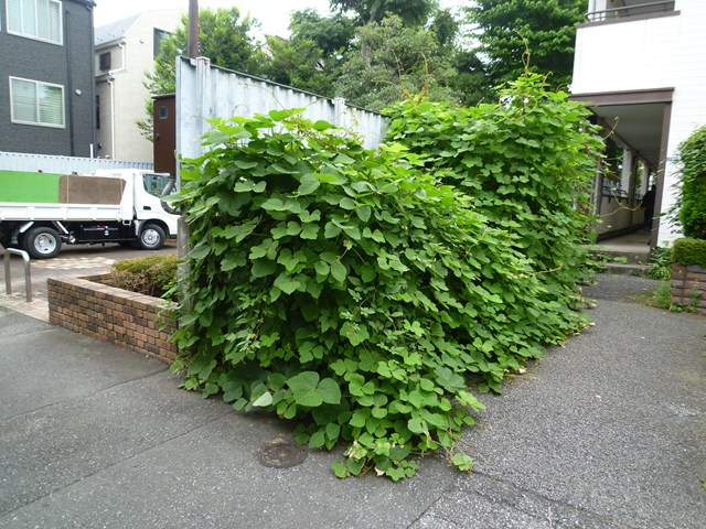 埼玉県 マンション植栽管理 川越市の造園 植栽管理なら花信風 カシンフウ へ